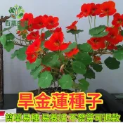 金蓮花種子 旱金蓮籽 觀賞食用花 攀藤植物 食用花卉 沙拉食材 香草植物 吊盆植物 療癒花園 可食地景 庭院造景