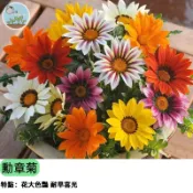 【耐曬開花王】勳章菊種子 混合花色 南非萬壽菊 耐旱耐熱 陽台花園爆盆首選 四季開花 蜜源植物 新手必種