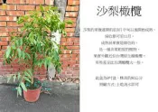 心栽花坊-沙梨橄欖/太平洋橄欖/8吋/水果苗/橄欖苗/售價300特價250