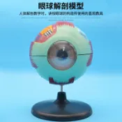 協貿國際日用品生活12館 眼球解剖模型J33205 6倍自然大 生物實驗器材 實驗儀器 教學儀器