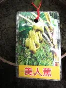 ╭＊田尾玫瑰園＊╯水果苗-(美人蕉)