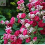 一元一粒矮化日式盆栽多款爬藤玫瑰種子藤本月季稀有爬藤薔薇種子種子花苗高產植物