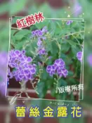 【紅樹林】銀合歡 金露花 台灣海桐 羊蹄甲 蕾絲金露花 掌葉蘋婆 風鈴木(種子)