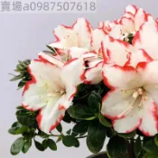 現貨 14款杜鵑花（30粒）四季種植 盆栽杜鵑花 多色杜鵑花種子 花卉種子  小院陽台種子 適合春天花卉種植 觀賞植物