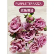 紫色陽台 自根植株 玫瑰苗盆 玫瑰花月季