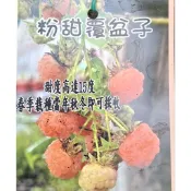 玫森 粉甜覆盆子 軟刺覆盆子 黑莓 3-5吋盆水果苗