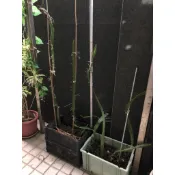 大紅火龍果枝條！無根 可地植 可盆栽 容易種植 超級甜好吃#火龍果 #火龍果枝條