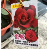 田尾詠泉農園/5吋盆/蜜妮/皇家胭脂/莎士比亞/ 可食用玫瑰/香味很濃/四季開花