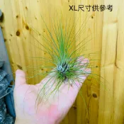 空氣鳳梨 綠毛毛 Tillandsia filifolia