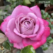 藍河 庭院豐花 強香 經典紫色 《四季有花玫瑰園》玫瑰苗 玫瑰盆栽 嫁接樹玫瑰 月季棒棒糖