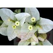 花田里_圍籬植物  九重葛-(日本三葉白) 6吋/7吋盆 爭奇鬥艷的花兒(超取單，限1盆)