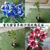 台灣現貨 🌷【沙漠玫瑰苗】🌷 藍色芭蕾名貴品種四季播種陽臺盆栽植物花卉種子 重辦沙漠玫瑰 玫瑰花 沙漠玫瑰種子 基地直發