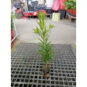 羅漢松苗 特價50元