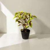 ｛英宏｝彩葉草3.5吋 陽光植物 觀葉植物