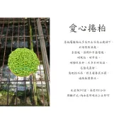 心栽花坊-愛心捲柏/冰淇淋捲柏/3吋/綠化植物/室內植物/觀葉植物/蕨類/特價50