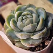 瑪奇朵🔥穩根品（B）🌵多肉植物❤️蘭心花卉