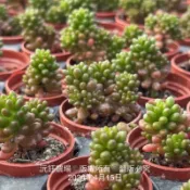 沅鈺農場   多肉植物   一吋盆/✨️小紅莓✨️（偏綠）