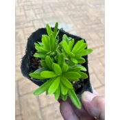 金皇冠 羅漢松｜3吋/3.5吋～多年生常綠喬木/頂級羅漢松苗木⋯