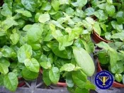 ╭＊田尾玫瑰園＊╯常綠籐本植物--(大葉辟荔)-大葉種