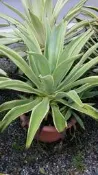 ╭＊田尾玫瑰園＊╯多肉植物-(黃邊龍舌蘭)寬30cm500元-庭園造景素材