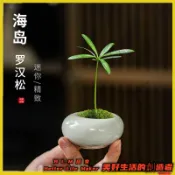 BLM【免運】 簡約哥窯陶瓷花盆 羅漢松花盆陶瓷小口徑家用有孔透氣迷你綠植小盆栽帶托盤 66