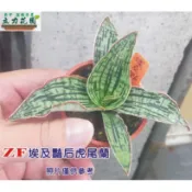 ZF埃及豔后虎尾蘭 很像銀虎 1-3吋盆單株裸根中小苗 厚葉虎尾蘭 花苗 台中 立力花園 虎尾蘭賣場