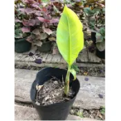 歐根泥客無農藥 蜜蕉苗 $250元/小盆 $350元/大盆 小盆超取限2盆 大盆超取限1盆 以上用宅配 歡迎聊聊