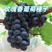 【玫瑰香葡萄種子】盆栽庭院自種水果 有機居家園藝 易栽培好發芽 送種植手冊 新鮮現貨 適合台灣氣候種植 新手易種植