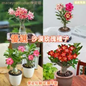 💯💥【沙漠玫瑰種子】重瓣沙漠玫瑰 名貴稀有品種 沙漠玫瑰高品質發芽率高 易種活 花期長 多年生養不死花卉  觀賞轉運花卉