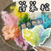 (店+)【璟采職人】10g大份量不凋蓬萊松 永生花 乾燥花 浮游花材料包 永生蓬萊松 壽松 不凋花盅配件 手作花材 花藝設計