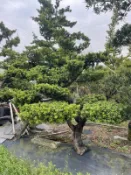 【盛宏園藝】庭園造型金鑽 羅漢松︱成型金鑽羅漢松G802-1︱頭徑15公分︱高度300公分以上 (請自取)