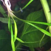 帕夫椒草，水中葉，破盤大特價！1公分以上出貨