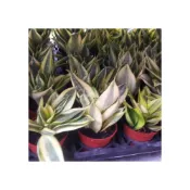 (店+)花森好市-襯景植物*黃金虎尾蘭*-哈尼虎尾蘭-斑葉黃邊虎尾蘭/3吋盆/高10-15公分/葉色黃綠相間/MA