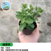 【香草入門】綠薄荷種子 料理薄荷 調飲必備 香草盆栽 廚房香草 香味濃郁 易種活 台灣在地種植指南