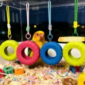 【鸚鵡啃咬解悶】鸚鵡鞦韆 啃咬玩具 倉鼠吊床 小型寵物鞦韆 磨牙解悶 籠內掛飾