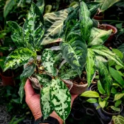 開心農元-觀葉植物- 三色 迷彩粗勒草 窄葉迷彩粗勒草 細葉迷彩粗勒草 星斑粗勒草  寬葉迷彩粗勒草 黑斑迷彩粗勒草