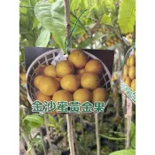 金沙蜜黃金果/黃金果苗/永吉種苗園