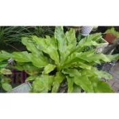 花花世界_蕨類植物**山蘇**