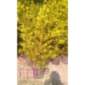 花花世界-常綠喬木*羅漢松(較密)* 8吋-1尺盆/高80-100cm/樹姿優雅/*大型物件，無法超取*