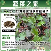 【蔬菜之家】A113.紅舞捲葉羽衣甘藍種子0.35克(約100顆) 蔬菜種子 葉菜種子 羽衣甘藍