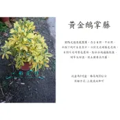 心栽花坊-黃金鵝掌藤/6吋盆/觀葉植物/綠籬植物/特價170