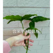 洞洞蔓綠絨。大理石合果竽(保證有斑)。窗孔龜背竽.耐陰/室內植物_空氣淨化_低光照求#賣場低消199元(不含運費)