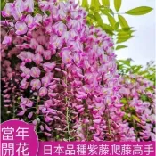 【紫藤花種子】日本紫藤花種子 發芽率99% 爬藤攀援庭院 陽台 公園綠化盆栽 觀賞花卉 四季種植 多年生