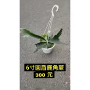 霏霏園藝圓盾鹿角蕨 300元6吋