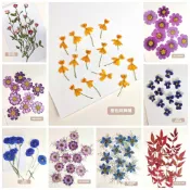 馨苑押花-押花花材-迷你玫瑰花-仙克萊-菊花-百日草-黑種草-南天竹-矢車菊-跳舞蘭-波斯菊-角堇-天竺葵