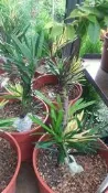 喬木 ** 大黃蜂羅漢松 ** 4.5吋盆/高5-10cm/庭園觀賞【花花世界玫瑰園】OvO