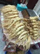 2026 正韓國新鮮高麗人蔘  六年生（特大）（非薰硫酒製保鮮蔘）可泡酒、泡醋、泡蜂蜜〔赤壺堂養生本草園〕