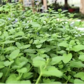 青禾園藝（貓薄荷種子）荊芥（貓薄荷）Catnip種子 當季新種 可食用 長勢旺盛 新手易種植 陽台庭院盆栽 #超優惠