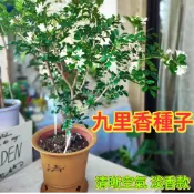 【滿室飄香】九里香種子 七里香親戚 台灣氣候好種 陽台盆栽開花香 天然芳香驅蚊 綠籬首選 四季常綠 驅蚊植物