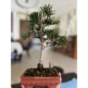 日本 壽松  千壽丸 黑松永遠免做短葉